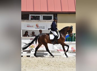 Hanoverian, Gelding, 5 years, 17 hh, Bay-Dark