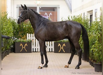 Hanoverian, Gelding, 5 years, 17 hh, Bay-Dark