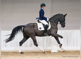 Hanoverian, Gelding, 5 years, 17 hh, Bay-Dark