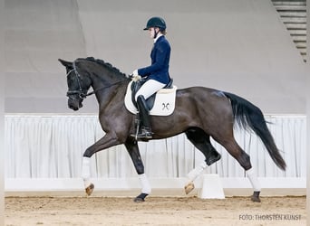 Hanoverian, Gelding, 5 years, 17 hh, Bay-Dark
