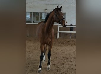 Hanoverian, Gelding, 5 years, 17 hh, Bay-Dark
