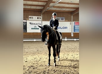 Hanoverian, Gelding, 5 years, 17 hh, Black