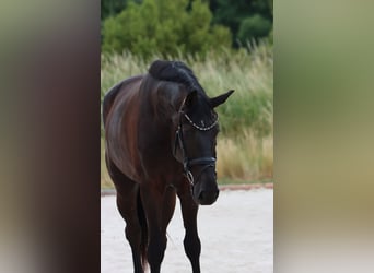 Hanoverian, Gelding, 5 years, 17 hh, Black