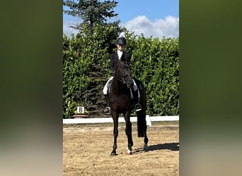 Hanoverian, Gelding, 5 years, 17 hh, Black