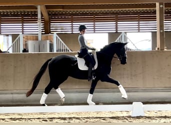 Hanoverian, Gelding, 5 years, 17 hh, Black