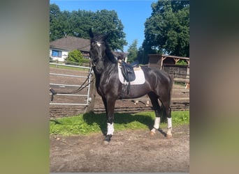 Hanoverian, Gelding, 5 years, 17 hh, Black