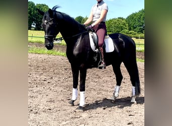 Hanoverian, Gelding, 5 years, 17 hh, Black