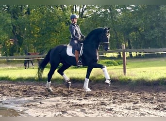 Hanoverian, Gelding, 5 years, 17 hh, Black