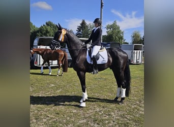 Hanoverian, Gelding, 5 years, 17 hh, Black