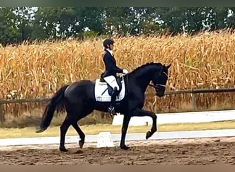Hanoverian, Gelding, 5 years, 17 hh, Black