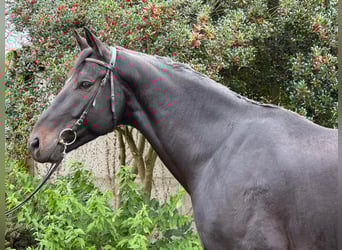 Hanoverian, Gelding, 5 years, 17 hh, Black