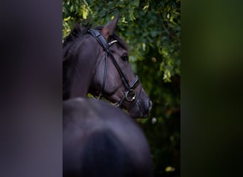 Hanoverian, Gelding, 5 years, 17 hh, Black