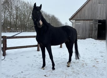 Hanoverian, Gelding, 5 years, 17 hh, Black