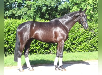 Hanoverian, Gelding, 5 years, 17 hh, Black