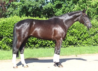 Hanoverian, Gelding, 5 years, 17 hh, Black
