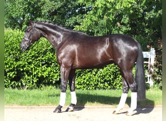 Hanoverian, Gelding, 5 years, 17 hh, Black