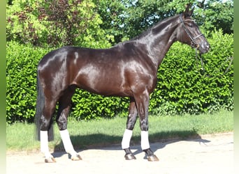 Hanoverian, Gelding, 5 years, 17 hh, Black