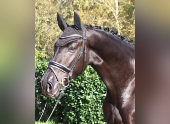 Hanoverian, Gelding, 5 years, 17 hh, Black