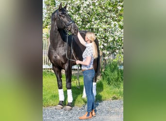 Hanoverian, Gelding, 5 years, 17 hh, Black