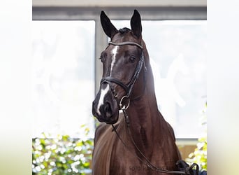 Hanoverian, Gelding, 5 years, 17 hh, Black