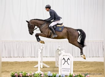 Hanoverian, Gelding, 5 years, 17 hh, Black