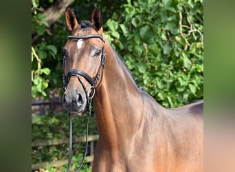 Hanoverian, Gelding, 5 years, 17 hh, Brown