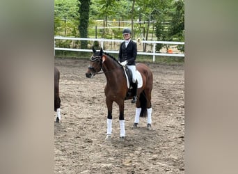 Hanoverian, Gelding, 5 years, 17 hh, Brown