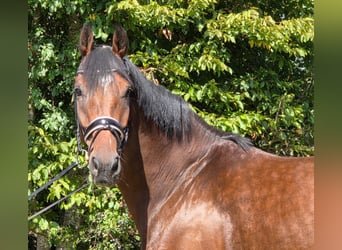 Hanoverian, Gelding, 5 years, 17 hh, Brown