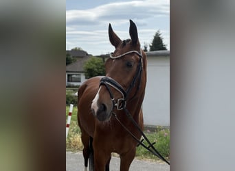 Hanoverian, Gelding, 5 years, 17 hh, Brown