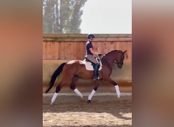 Hanoverian, Gelding, 5 years, 17 hh, Brown
