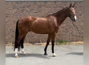 Hanoverian, Gelding, 5 years, 17 hh, Brown