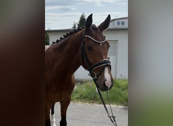 Hanoverian, Gelding, 5 years, 17 hh, Brown