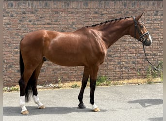 Hanoverian, Gelding, 5 years, 17 hh, Brown