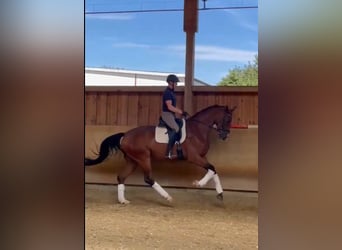 Hanoverian, Gelding, 5 years, 17 hh, Brown