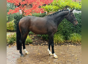 Hanoverian, Gelding, 5 years, 17 hh, Brown