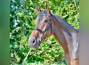 Hannoveraner, Wallach, 5 Jahre, 17 hh, Brauner