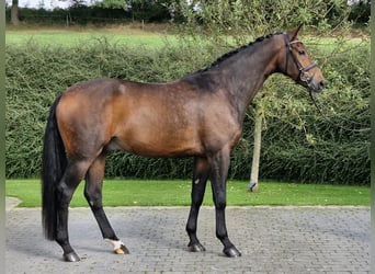 Hanoverian, Gelding, 5 years, 17 hh, Brown