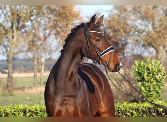 Hanoverian, Gelding, 5 years, 17 hh, Brown
