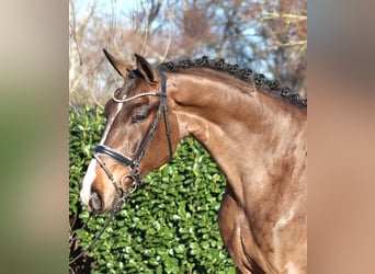 Hanoverian, Gelding, 5 years, 17 hh, Brown