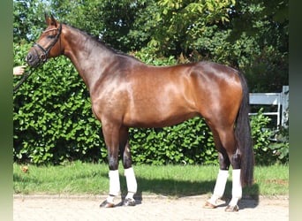 Hanoverian, Gelding, 5 years, 17 hh, Brown