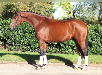 Hanoverian, Gelding, 5 years, 17 hh, Brown