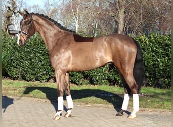 Hanoverian, Gelding, 5 years, 17 hh, Brown