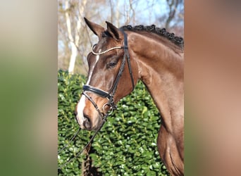 Hanoverian, Gelding, 5 years, 17 hh, Brown