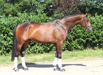 Hanoverian, Gelding, 5 years, 17 hh, Brown