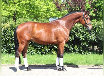 Hanoverian, Gelding, 5 years, 17 hh, Brown