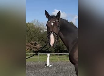 Hanoverian, Gelding, 5 years, 17 hh, Brown