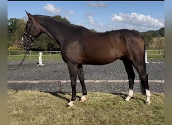 Hanoverian, Gelding, 5 years, 17 hh, Brown