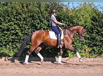 Hanoverian, Gelding, 5 years, 17 hh, Brown