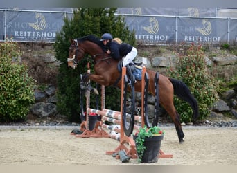 Hanoverian, Gelding, 5 years, 17 hh, Brown