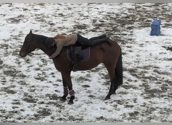 Hanoverian, Gelding, 5 years, 17 hh, Brown